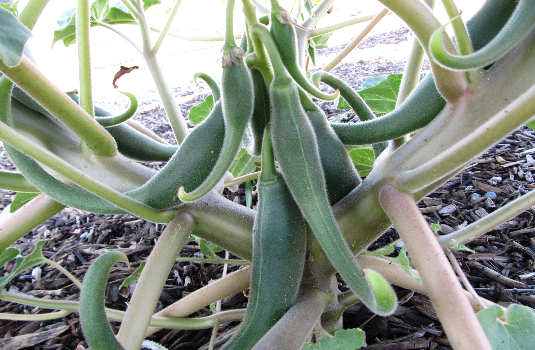 chiết xuất Móng quỷ