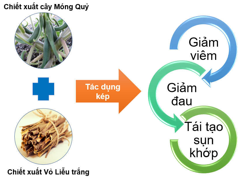Đã có nghiên cứu uy tín nào về hiệu quả của vỏ liễu và móng quỷ không?
